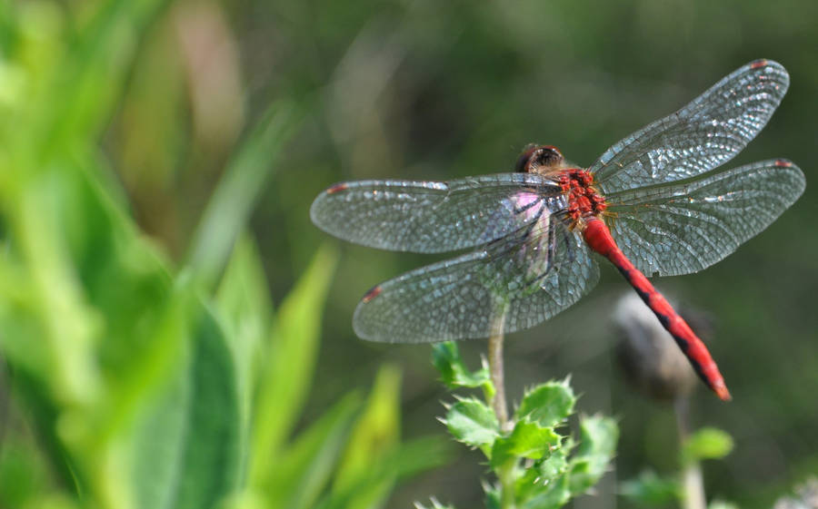 Red-veined Darter Dragonfly Wallpaper