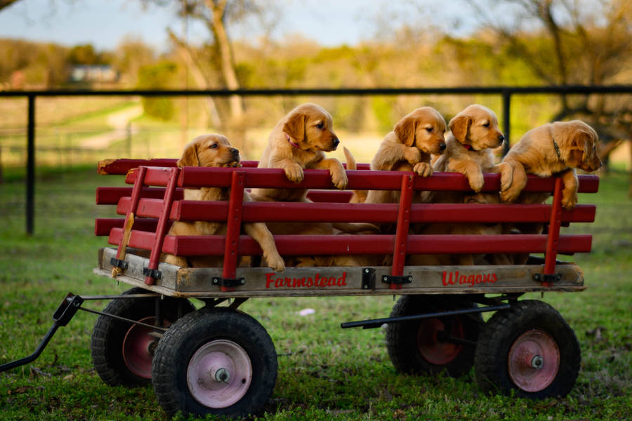 Red Wagon Golden Retriever Puppies Wallpaper