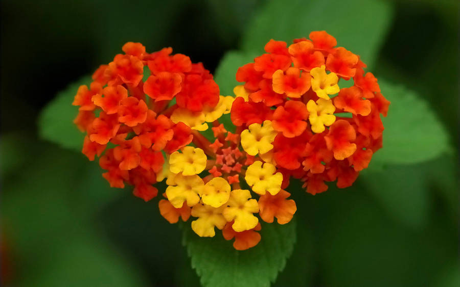 Red Yellow Tiny Beautiful Flower Wallpaper