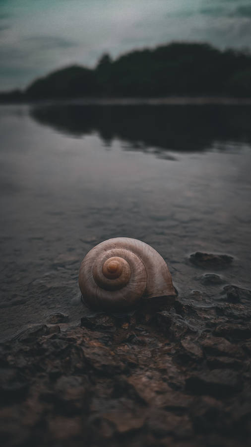 Redmi 4k Snail Wallpaper