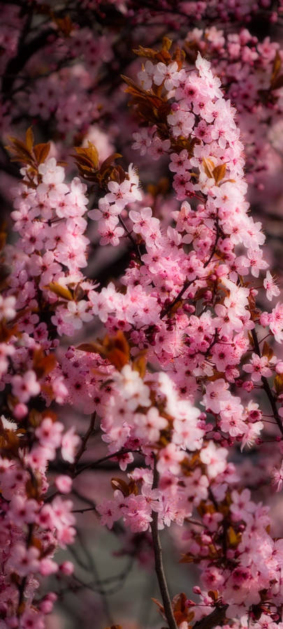 Redmi Note 10 - Immersed In Cherry Blossoms Wallpaper