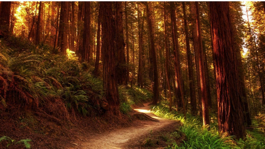 Redwood Forest At Dawn Wallpaper