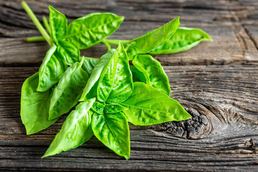 Refreshing Lemon Basil - A Vibrant Kitchen Herb Wallpaper