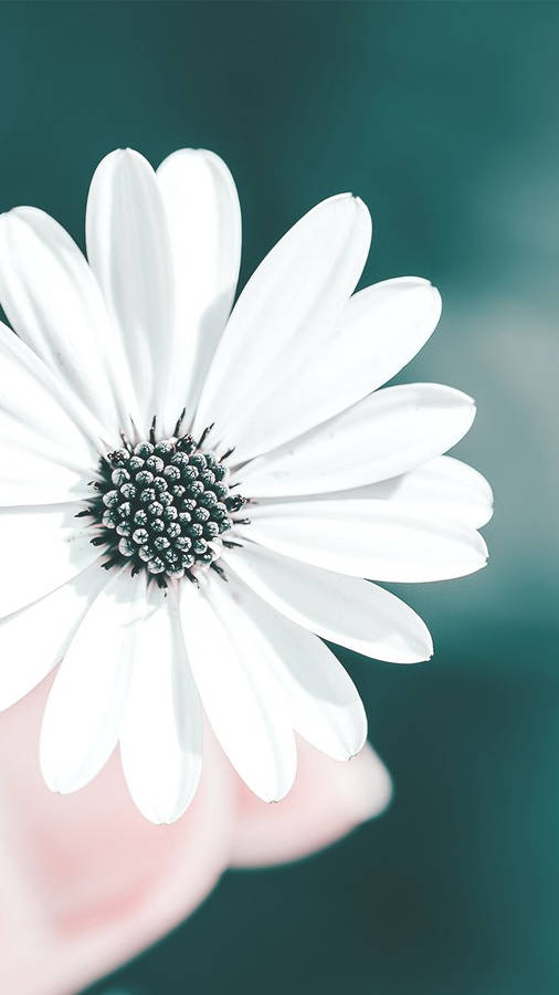 Refreshing White Flower Iphone Aesthetic Wallpaper