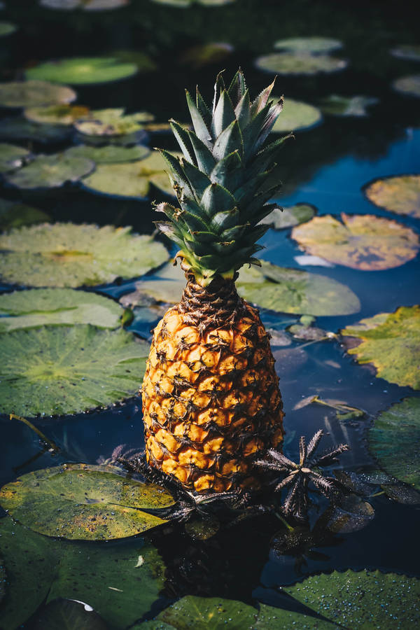 Relax And Enjoy The View Of A Pineapple Floating In A Pond Wallpaper