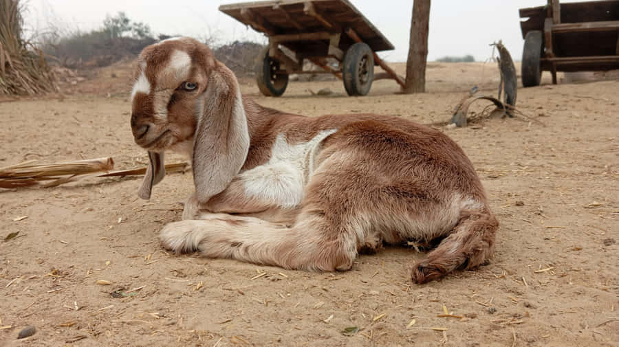 Relaxed_ Brown_ Goat_ Lying_ Down.jpg Wallpaper