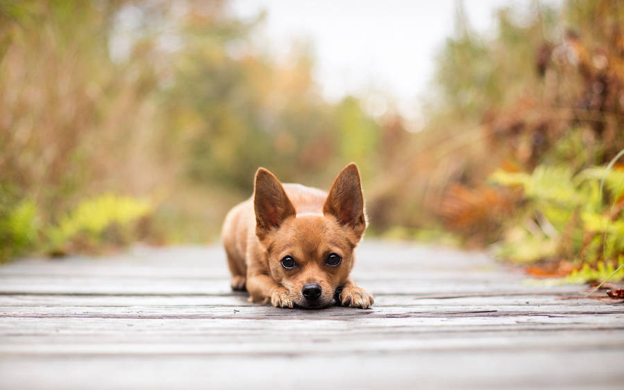 Relaxed Puppyon Wooden Path Wallpaper