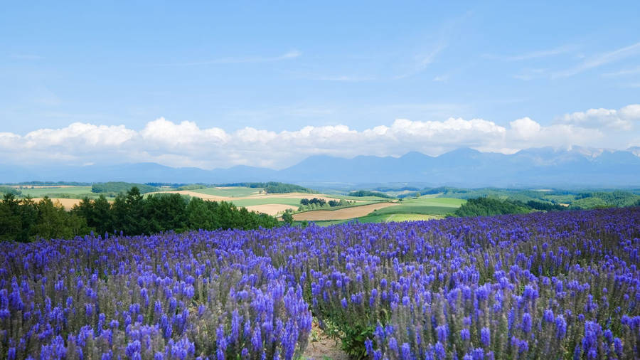 Relaxing Desktop Lavender Field Wallpaper