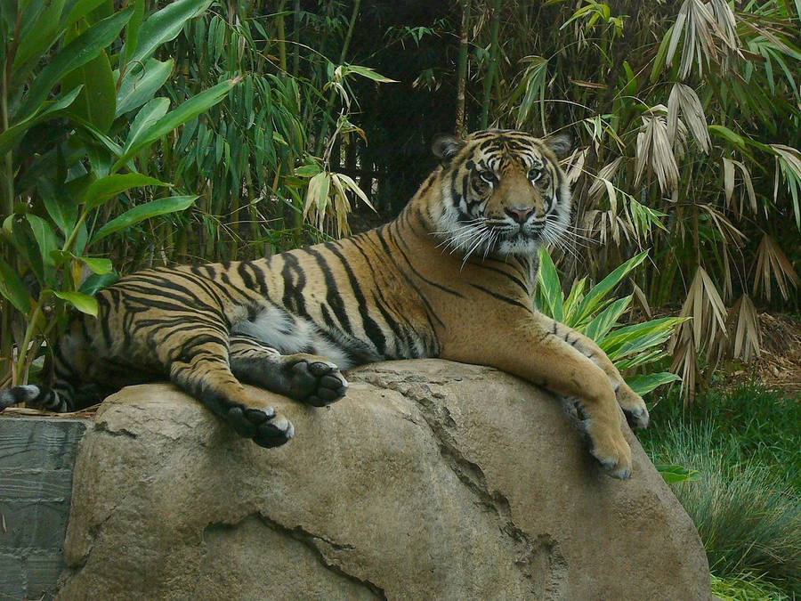 Relaxing Tiger At San Diego Zoo Wallpaper