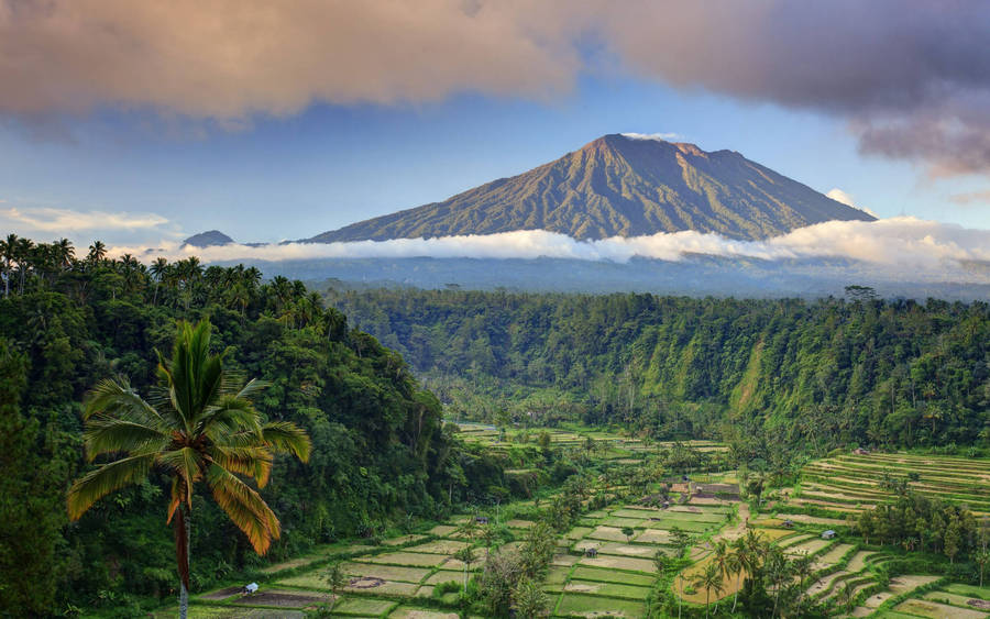 Rendang Rice Terraces Bali Indonesia Wallpaper