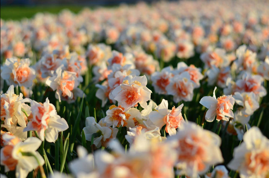 Replete Narcissus Flower Field Wallpaper