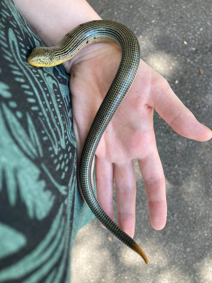 Rescued Eastern Glass Lizard Wallpaper