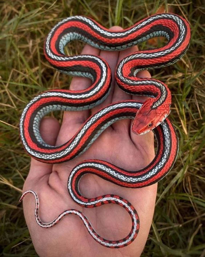 Resin Garter Snake Wallpaper