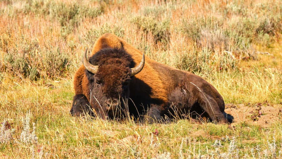 Resting Bisonin Grassland.jpg Wallpaper