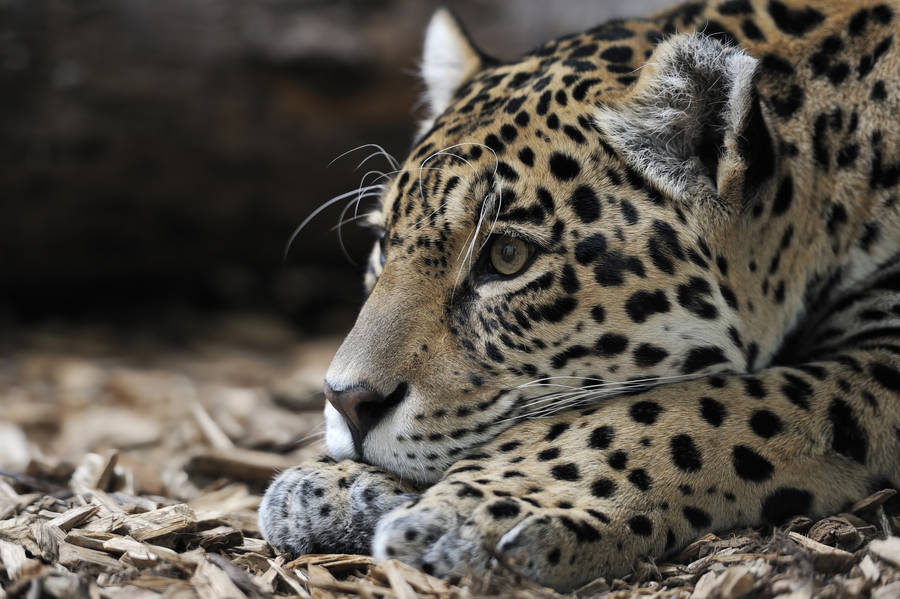 Resting Brown Jaguar Wallpaper