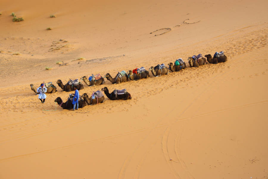 Resting Camels In The Sahara Wallpaper