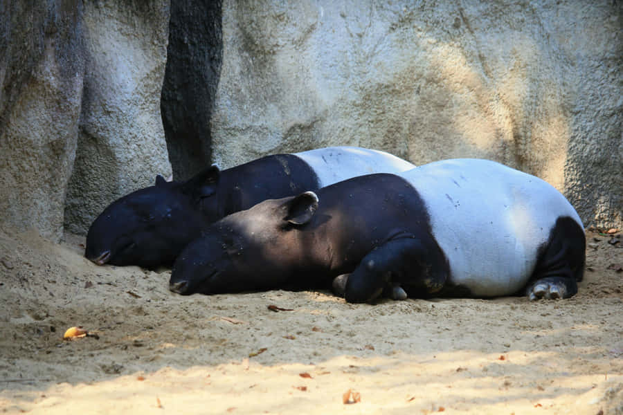 Resting_ Tapirs_ Zoo_ Habitat.jpg Wallpaper