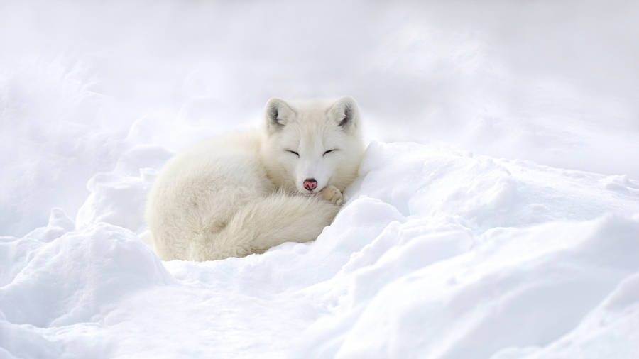 Resting White Fox On Snow Wallpaper