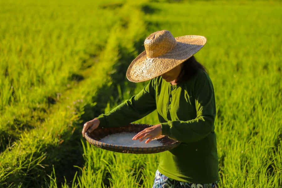 Rice Farmerat Sunset Wallpaper
