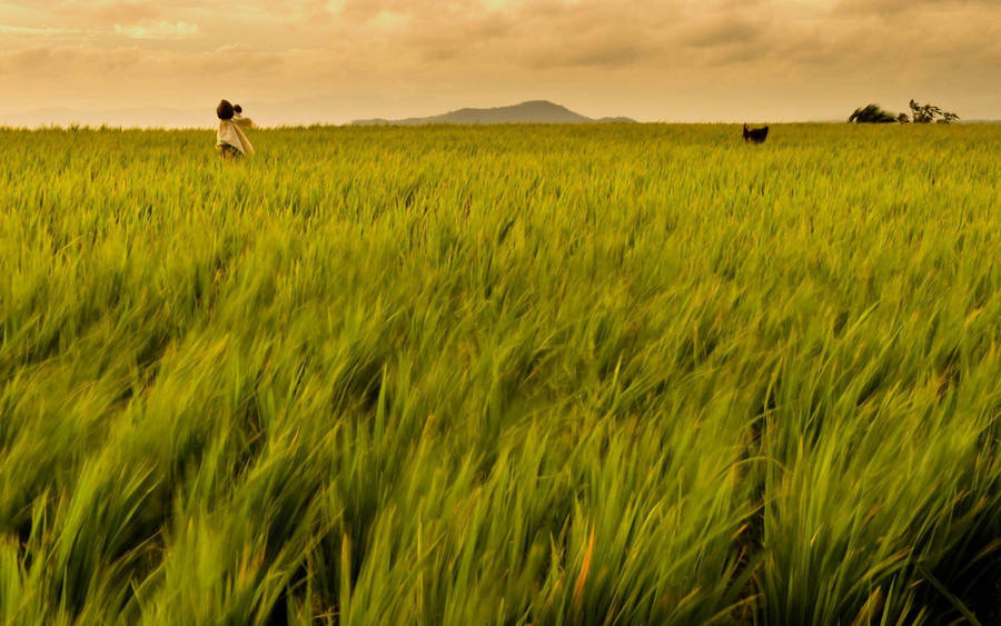 Rice Field In The Philippines Wallpaper