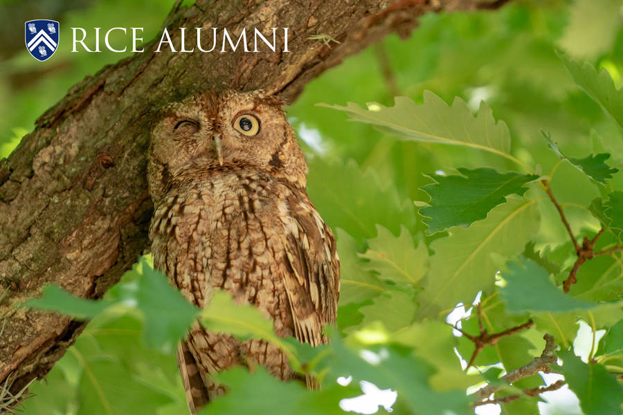 Rice University Owl Wallpaper