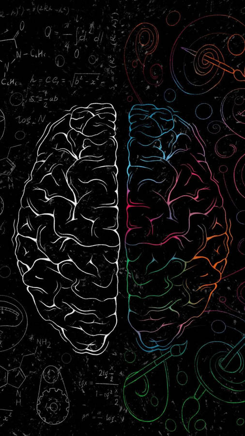 Right And Left Side Of Cerebral Cortex Wallpaper