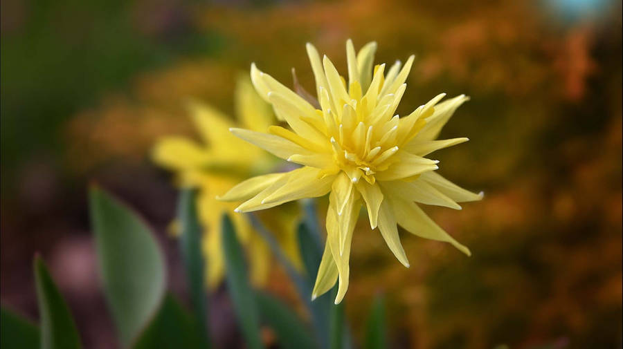 Rip Van Winkle Narcissus Flower Wallpaper