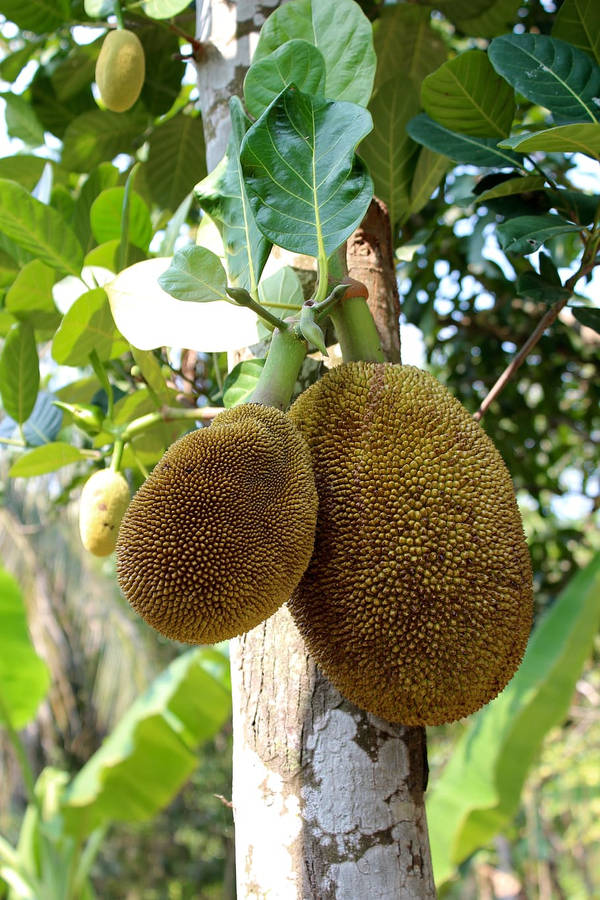 Ripe Jackfruit On The Tree Wallpaper