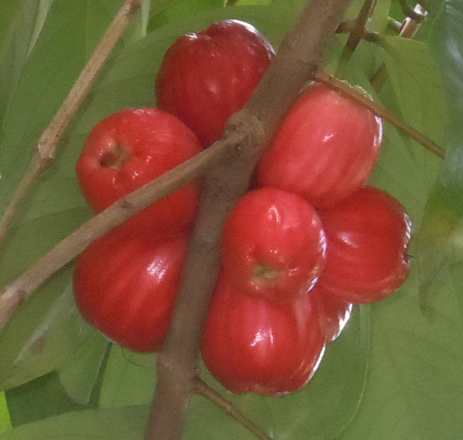 Ripe Rose Apples Fruits Wallpaper