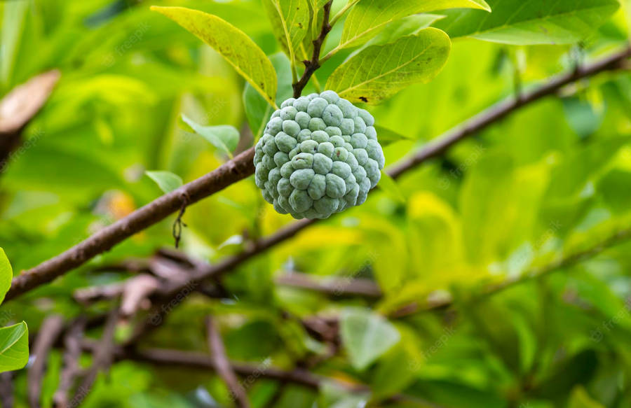 Ripe Sugar Apple Cluster On The Tree Wallpaper