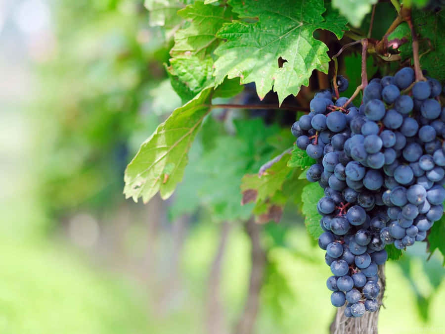 Ripe Vineyard Grapes Wallpaper