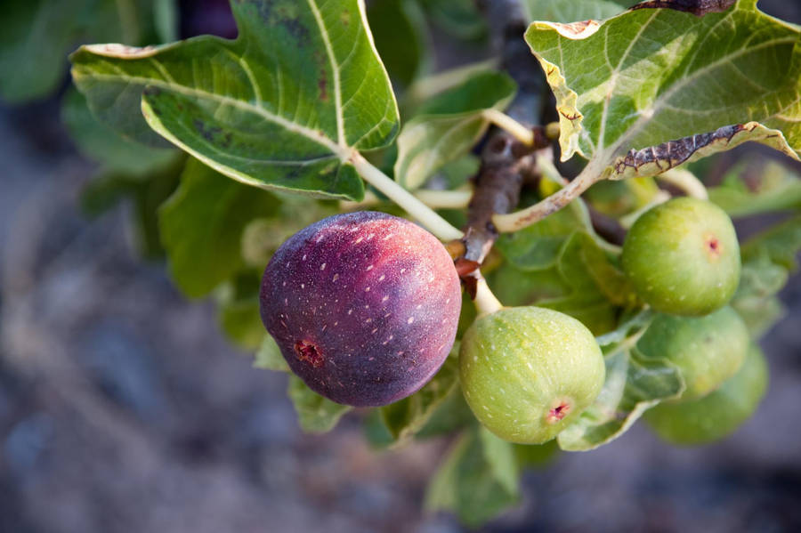 Ripen Figs On A Tree Wallpaper