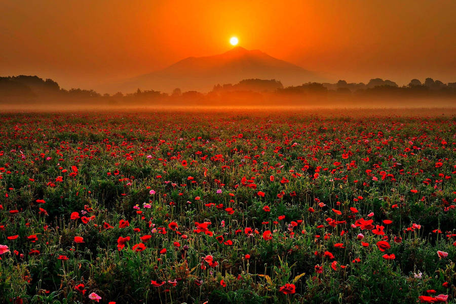 Rising Sun In Flower Field Wallpaper