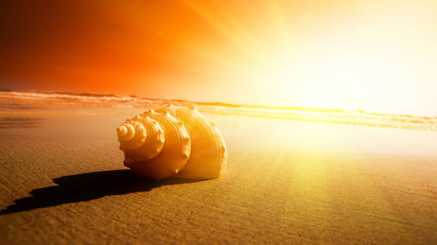 Rising Sun Snail On The Beach Wallpaper