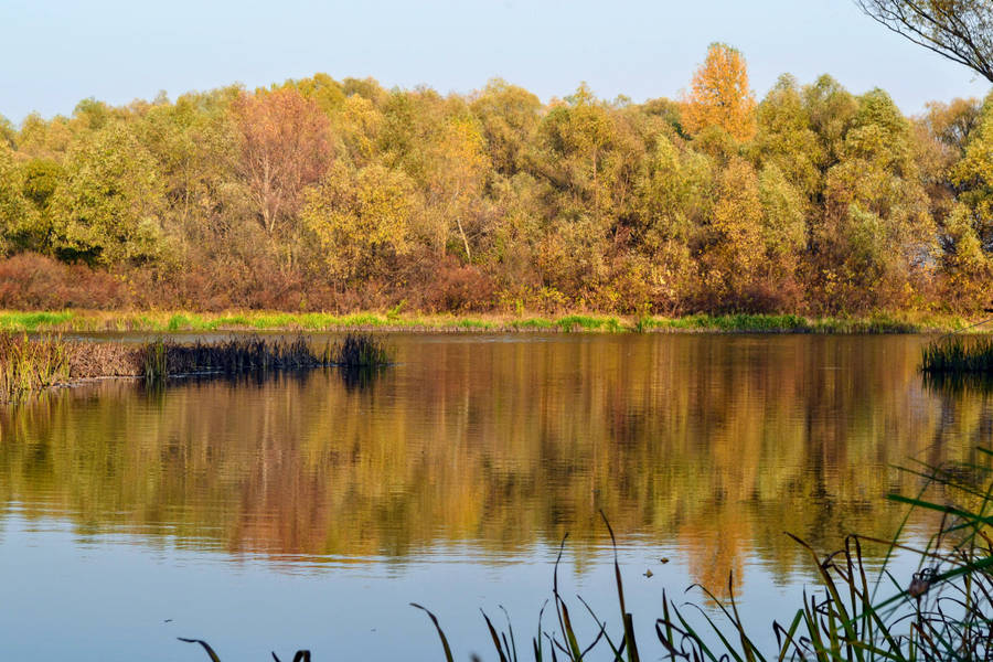 River And Trees Beautiful Autumn Desktop Wallpaper