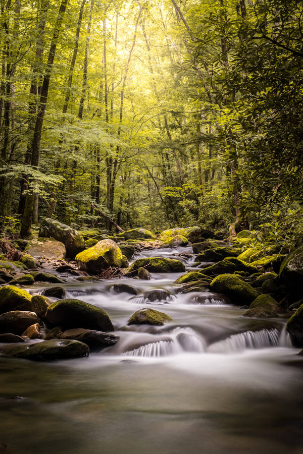 River In The Rainforest Wallpaper