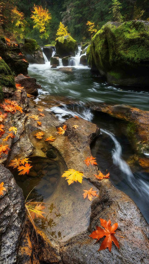 Riverside Maples Leaves Wallpaper