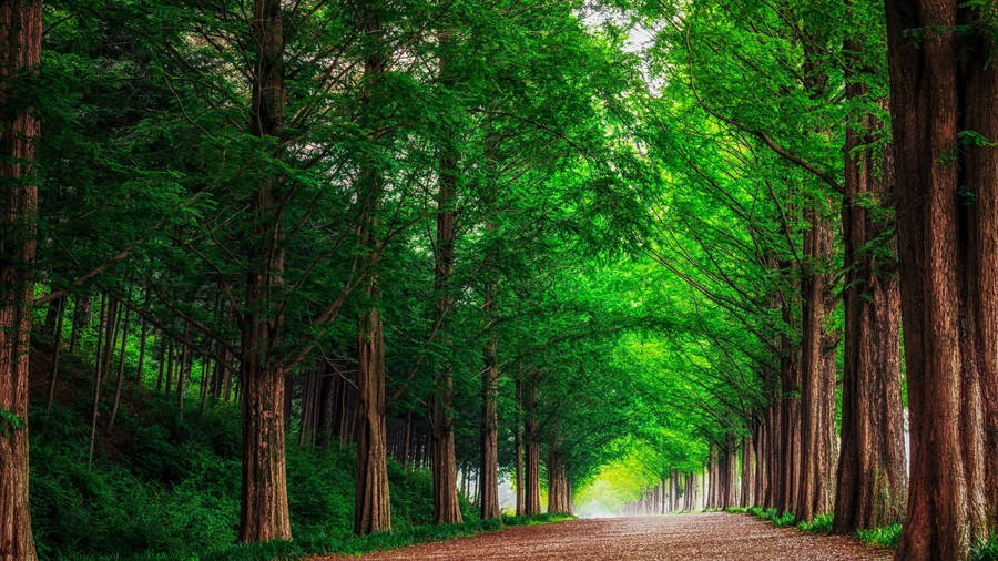 Road Between Trees In Redwood Forest Wallpaper