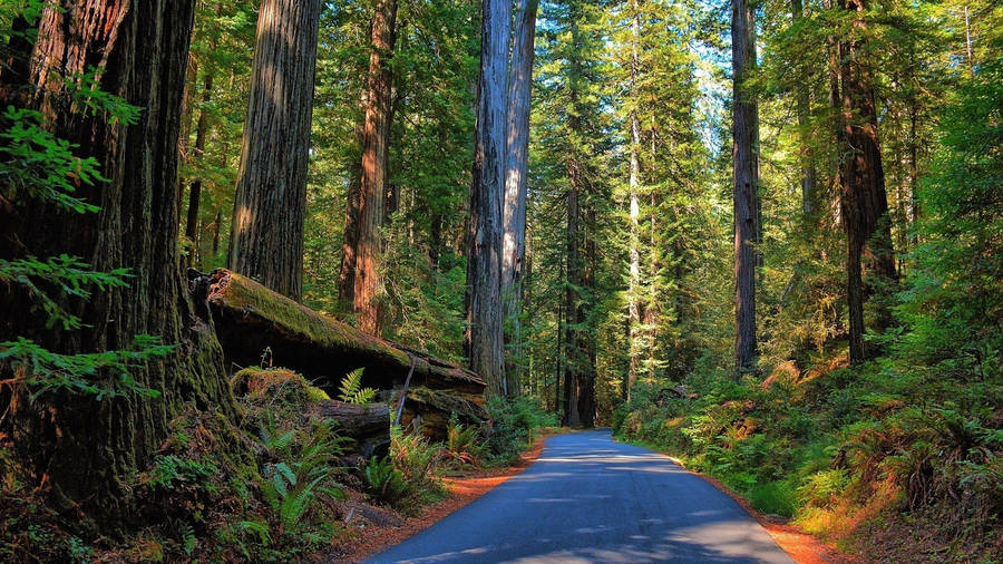 Road In The Redwood Forest Wallpaper