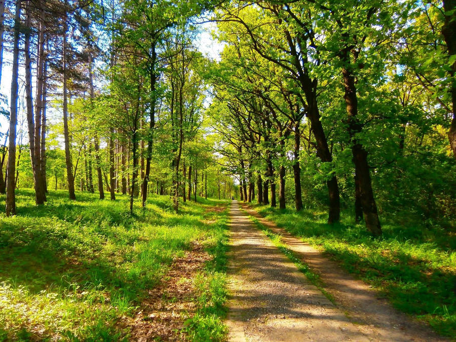 Road With Green Trees Wallpaper