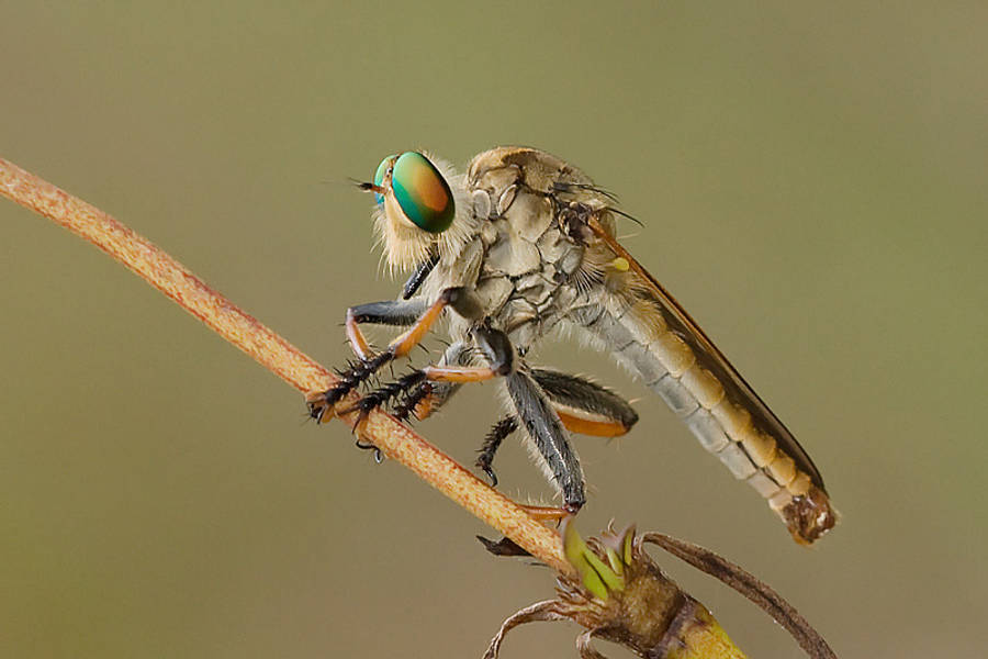 Robber Fly Wallpaper