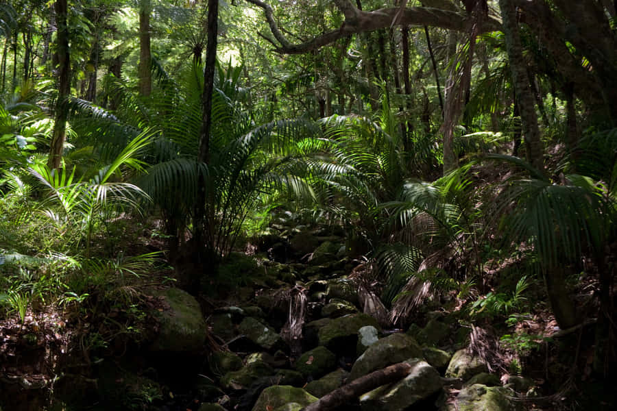 Rocky Path Of Jungle Desktop Wallpaper