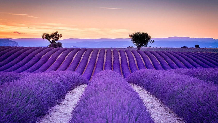 Rolling Purple Lavender Field Wallpaper