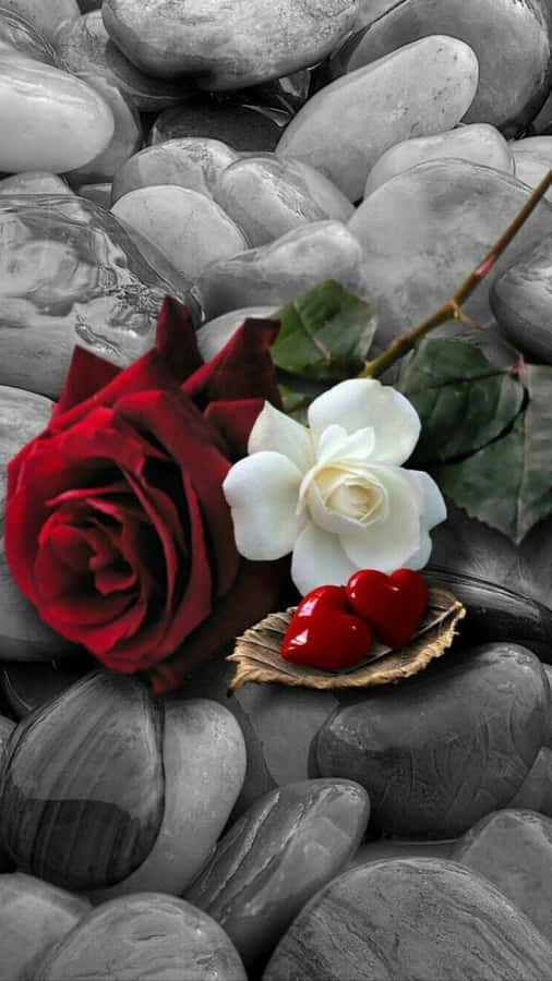 Romantic Redand White Roseson Stones.jpg Wallpaper