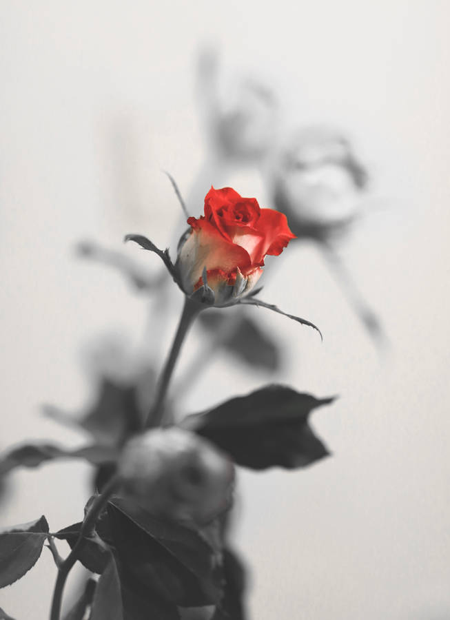 Romantic Rose 3775 X 5200 Wallpaper