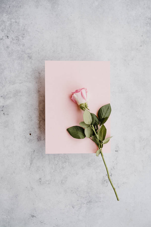 Romantic Rose On A Pink Paper Wallpaper