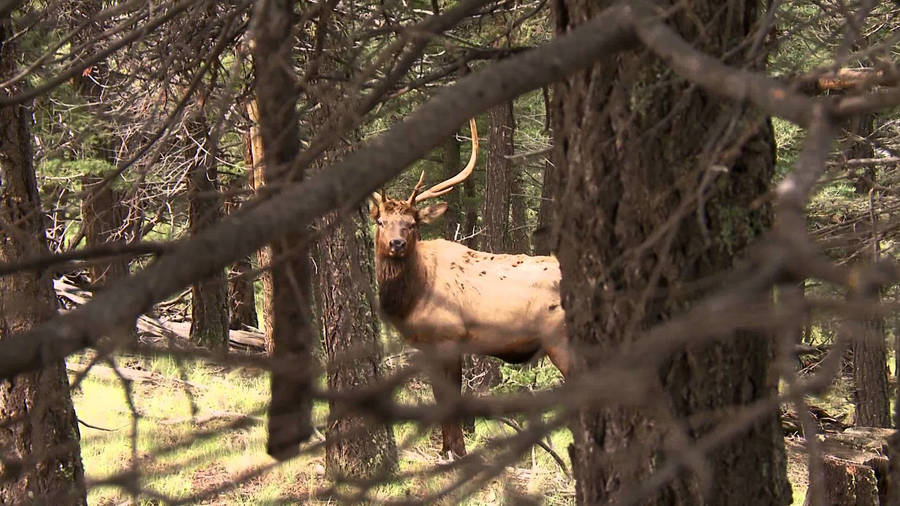 Roosevelt Elk Realtree Wallpaper