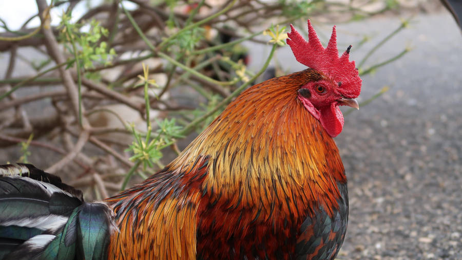 Rooster With Cyperus Plant Wallpaper