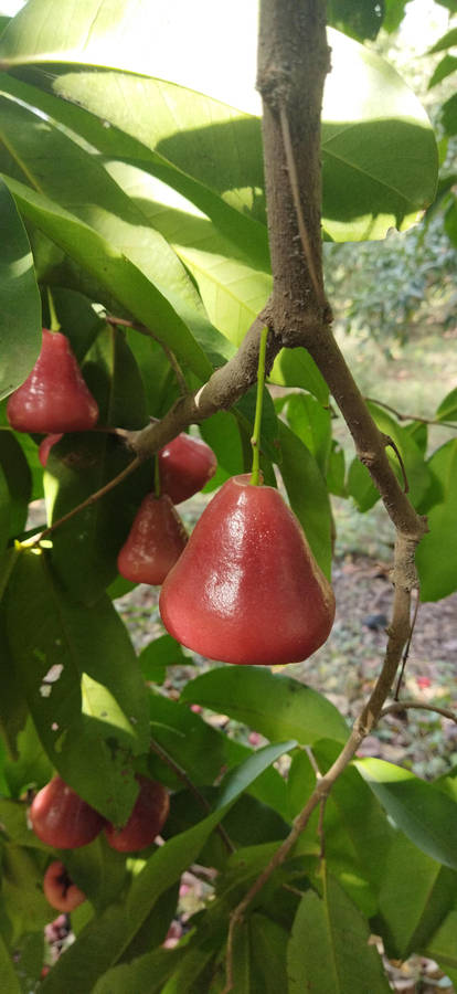 Rose Apples Hanging Low Wallpaper