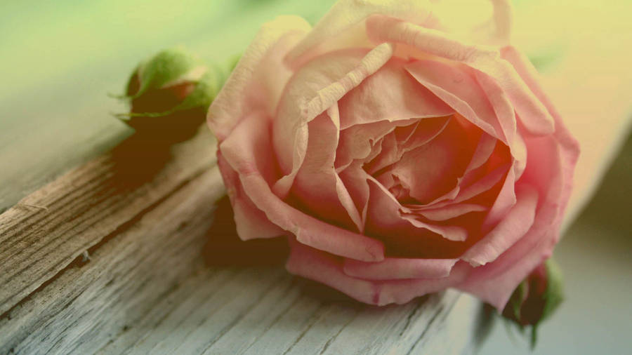 Rose, Flower, Petals Wallpaper